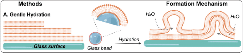 Giant Unilamellar Vesicles foration by gentle hydration