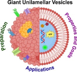 Giant Unilamellar Vesicles (GUVs)