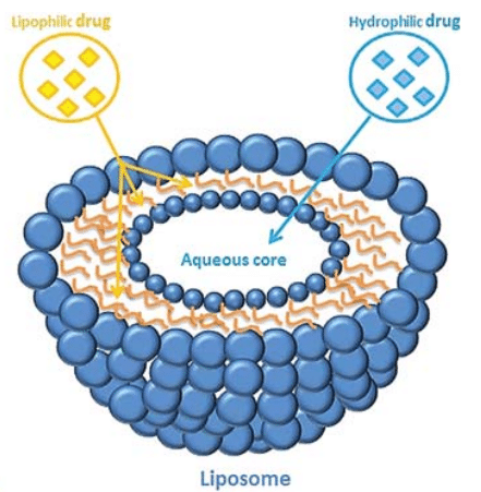 liposome vesicles