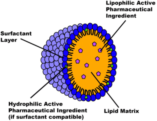 Structure of a Solid Lipid Nanoparticle