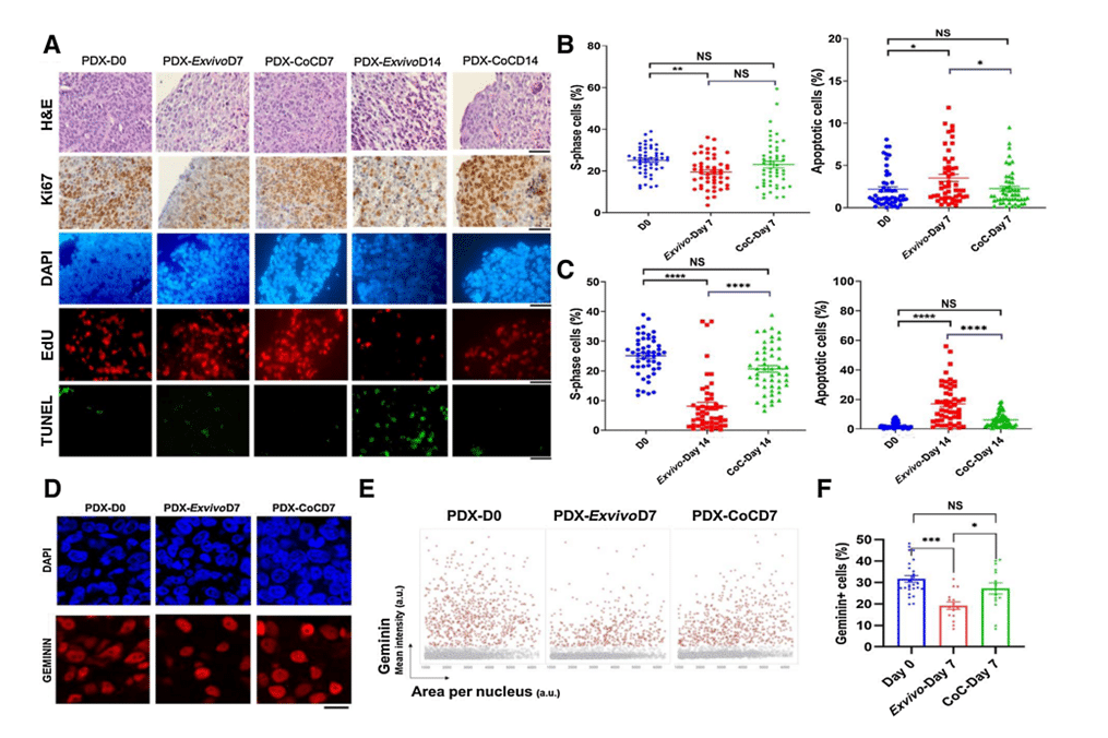 Breast PDX tumor tissue slices cultured in ex vivo condition and in cancer on chip device