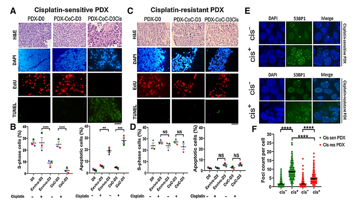 Prediction of therapy response using cisplatin-sensitive and -resistant PDX in ex vivo and CoC platforms