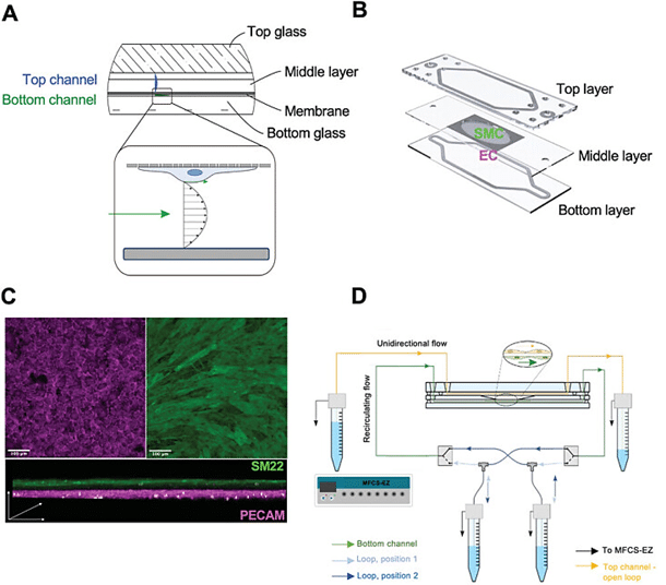 The Artery-on-Chip model