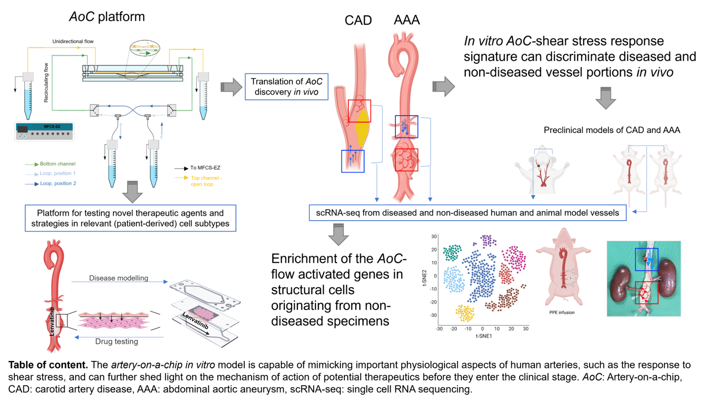 Study summary of Artery-on-Chip model