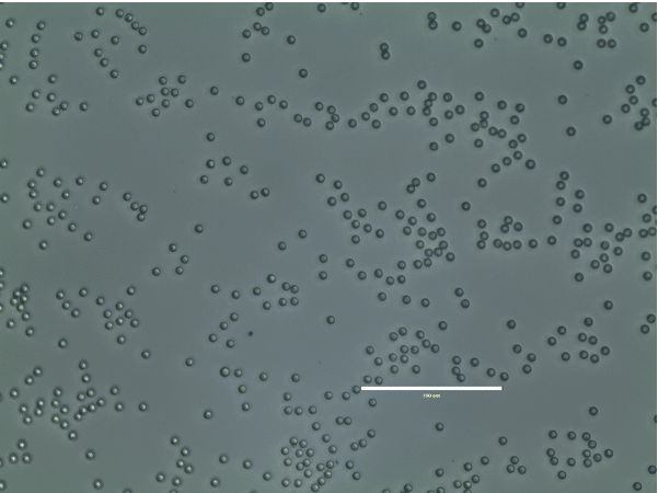 PLGA microspheres under a microscope