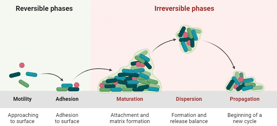 biofilm formation cycle