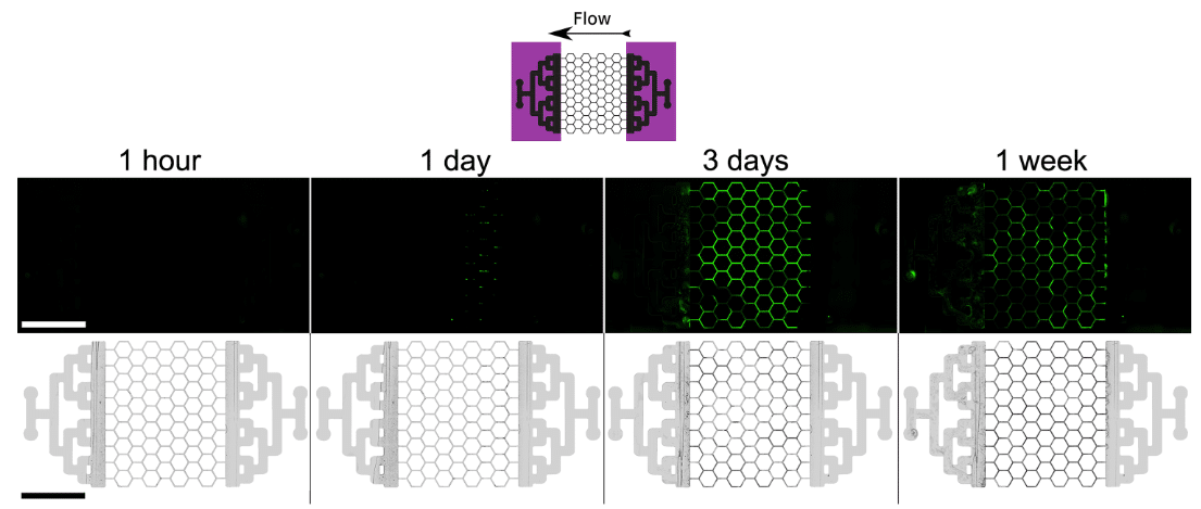 GFP fluorescence representing biofilm formation after UV-C exposure