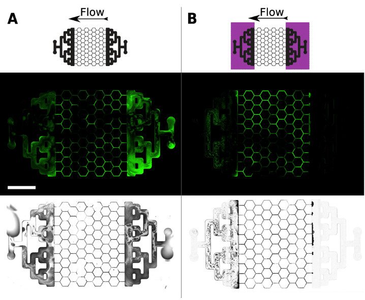 biofilm formation observation