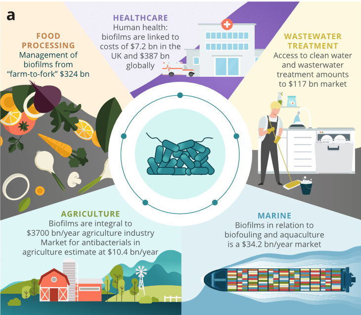 Biofilms impact on different sectors of activity