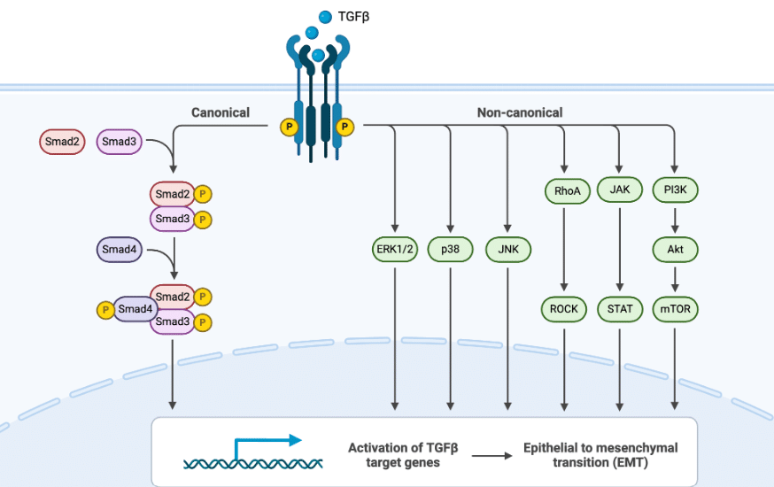 TGF-β pathways in EMT