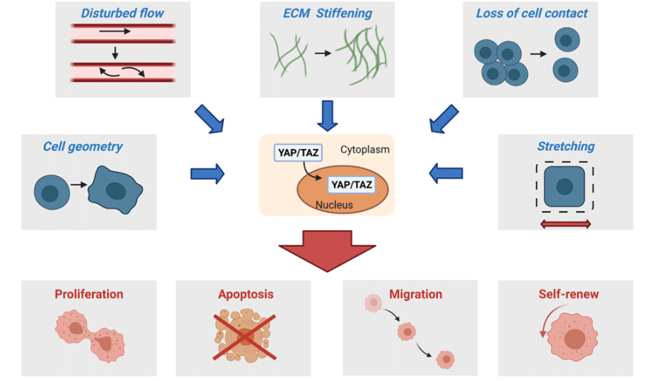 Impact of a change in tumor microenvironment in cell