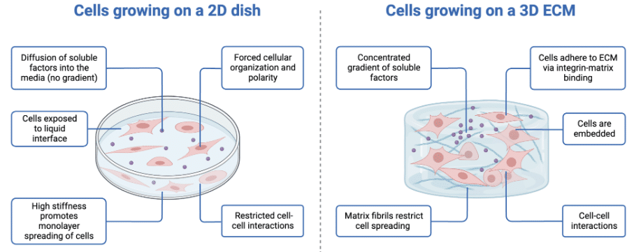Comparison of 2D vs 3D cell culture