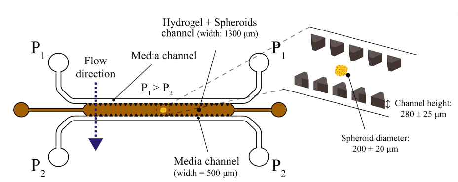 Description of the microfluidic chip