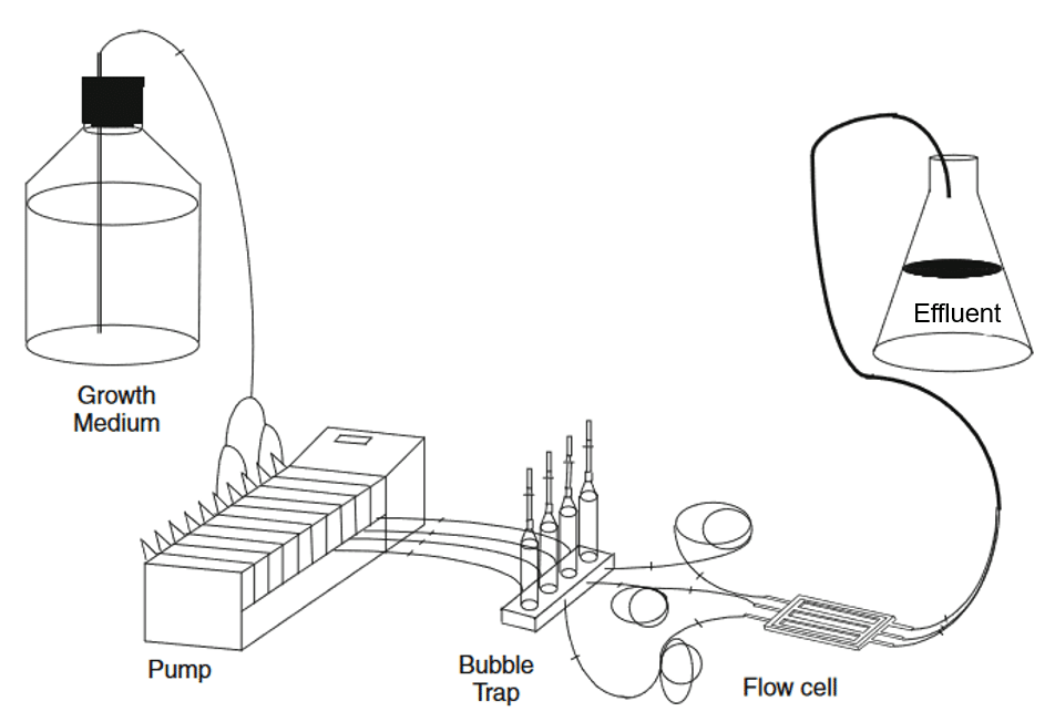 microfluidic system containing biofilm in microfluidic chip