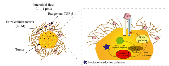 Response of spheroid embedded in a matrix environment