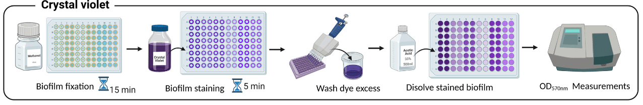 method to culture biofilms scheme