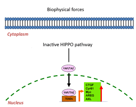 YAP/TAZ pathway by Tead