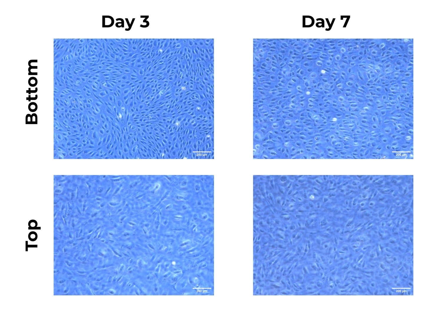 an image showing before after 7 days of culture