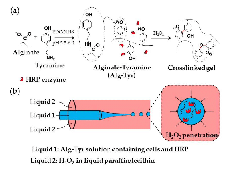 alginate-tyramine-microdroplets