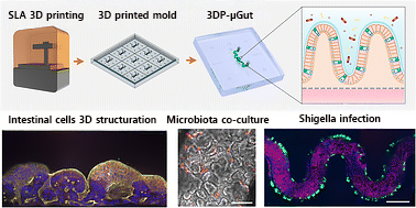 Gut on chip - Fluigent Gut on chip model figures