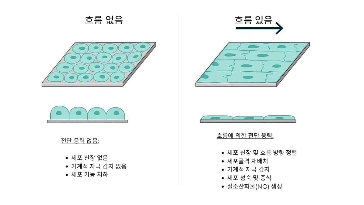 그림  전단 응력 하에서 세포 형태 및 조직 변화