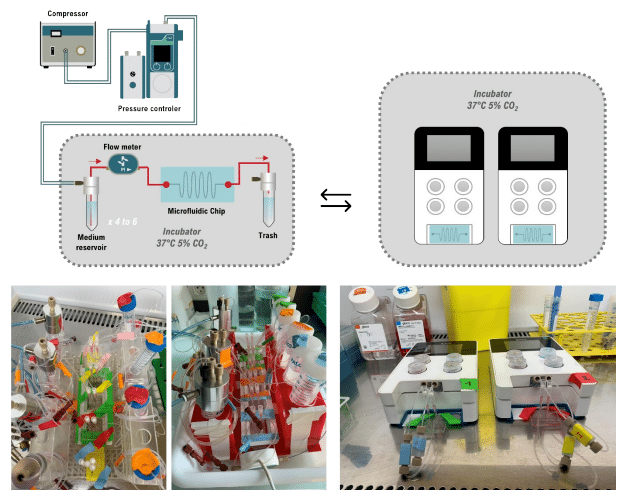 Perfusion Set-Up with Omi & Flow EZ