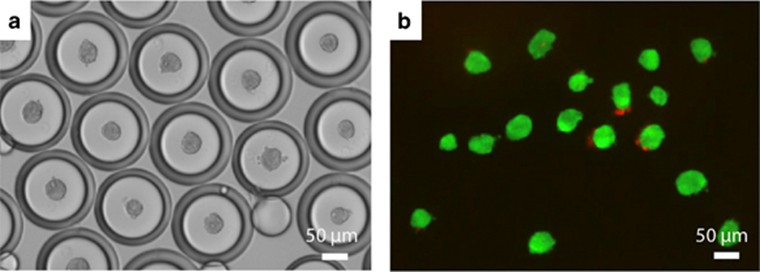 image of hMSC spheroids