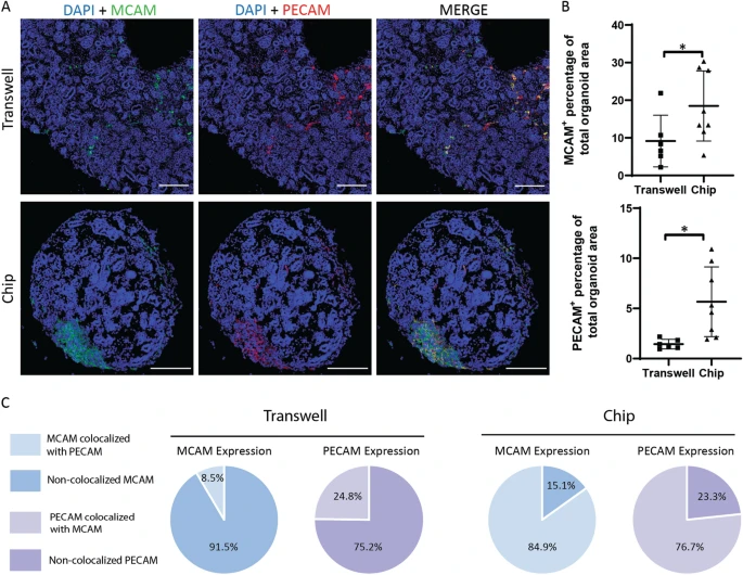 huvecs kidney organoids