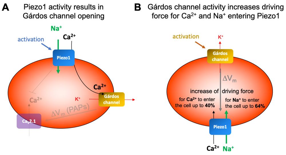 Schematic presentation of the interplay of Gárdos channel 