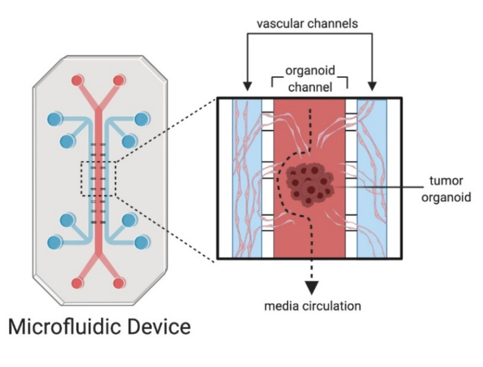 illustration of organoid on a chip