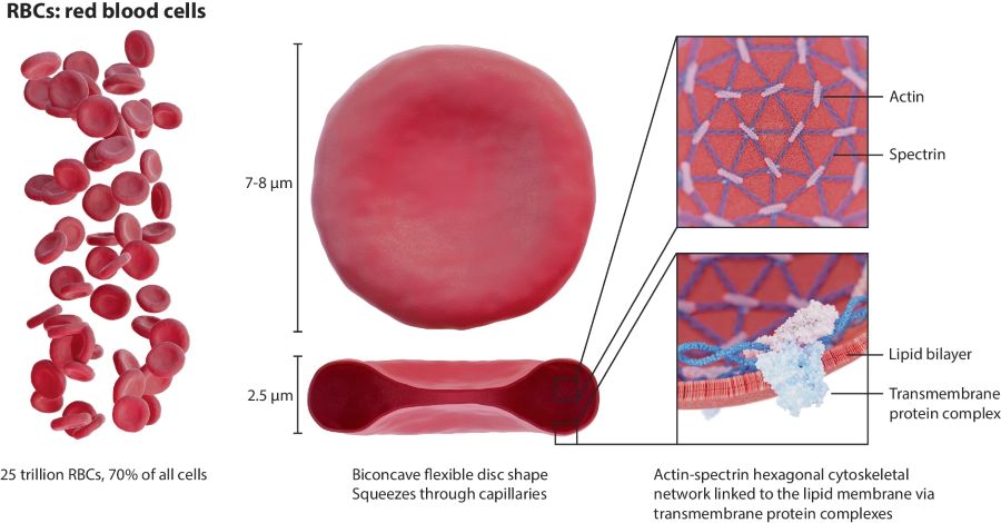 rbc characteristics - Fluigent red blood cell characteristics