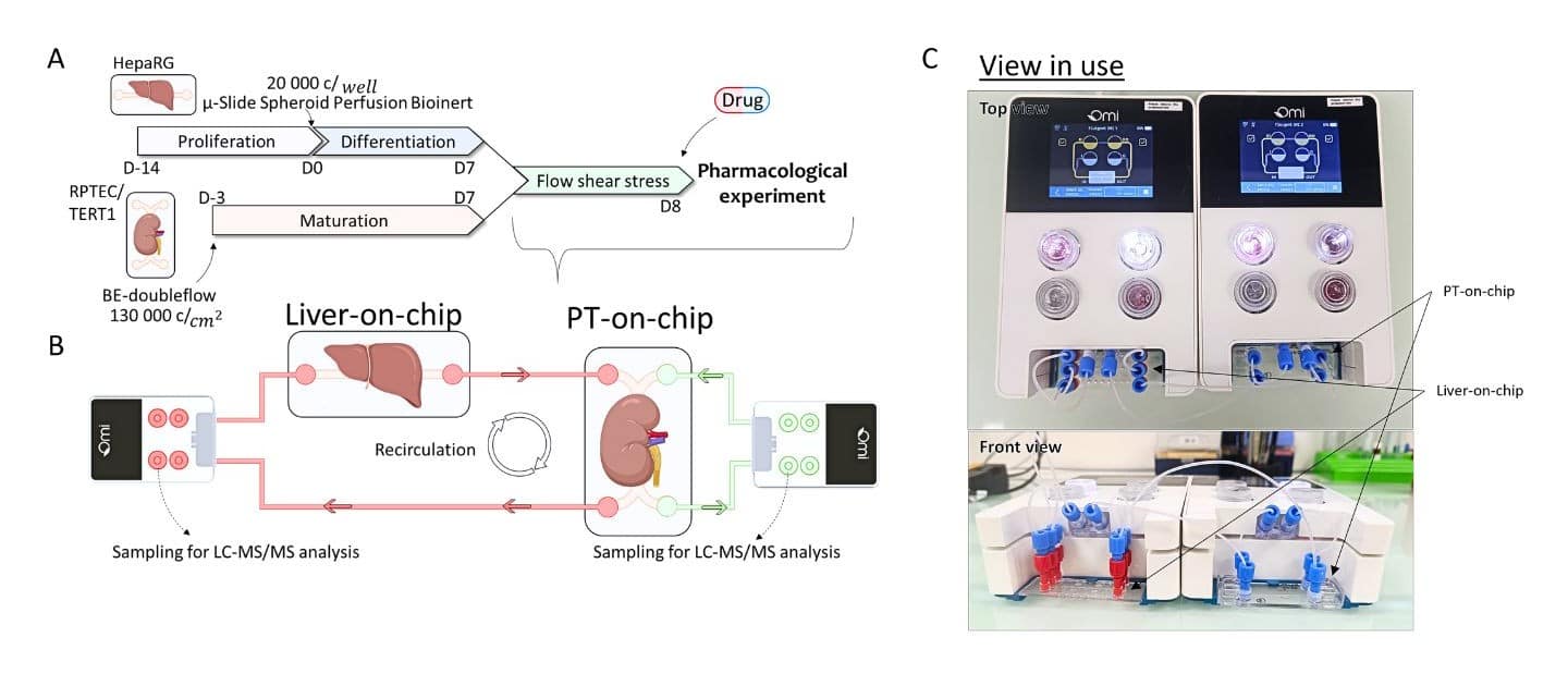 Liver-Kidney Dual OOC setup