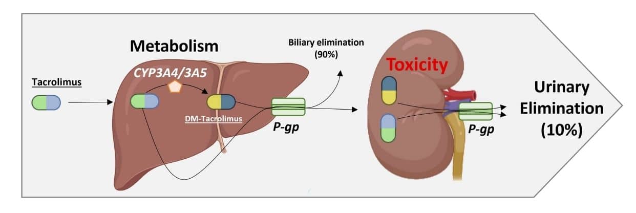 liver kidney scheme