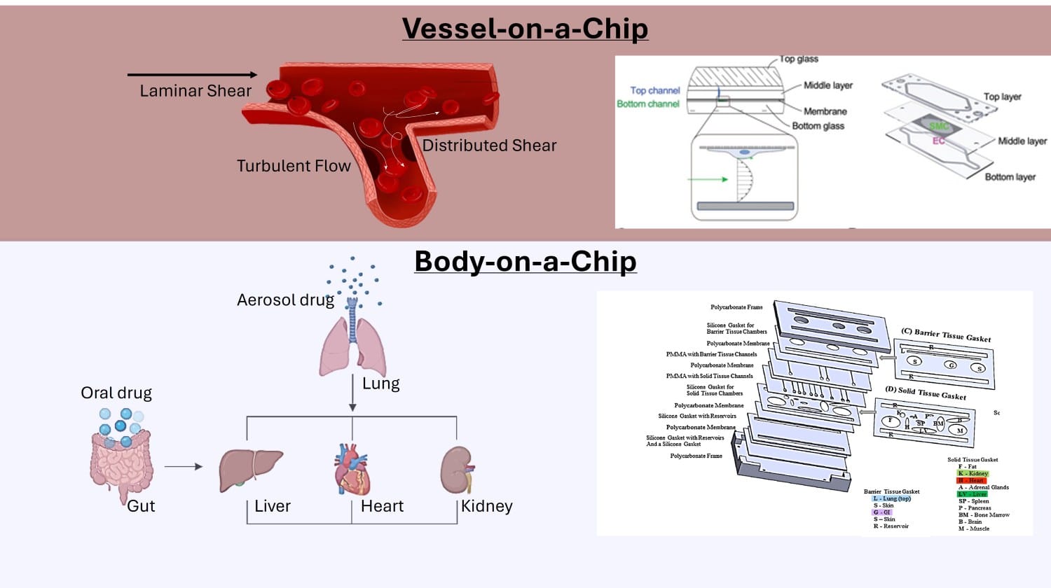 Representation of Single-organ system