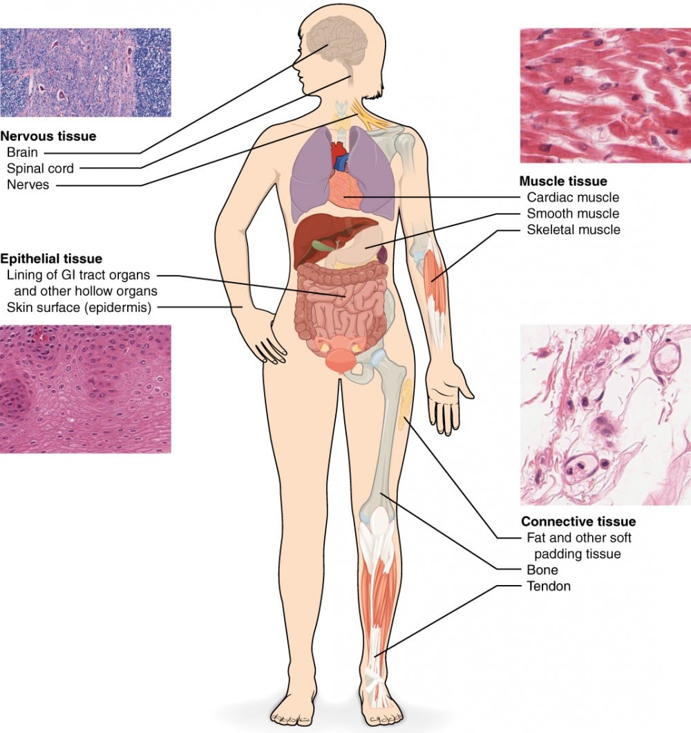 Types_of_Tissue OOAC