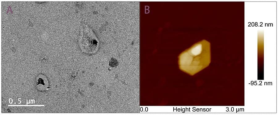 TEM and AFM imaging of exosomes isolated
